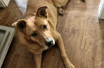 A Hard Lesson Learned – Paint Brand Matters ...