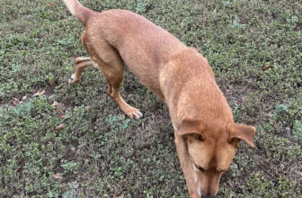 An Update On Tiger And Cooper