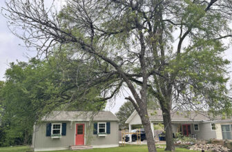 Dead Trees, Unhealthy Trees, and Junk Trees Everyw...