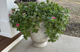 I’ve Never Had Thriving Plants…Until N...